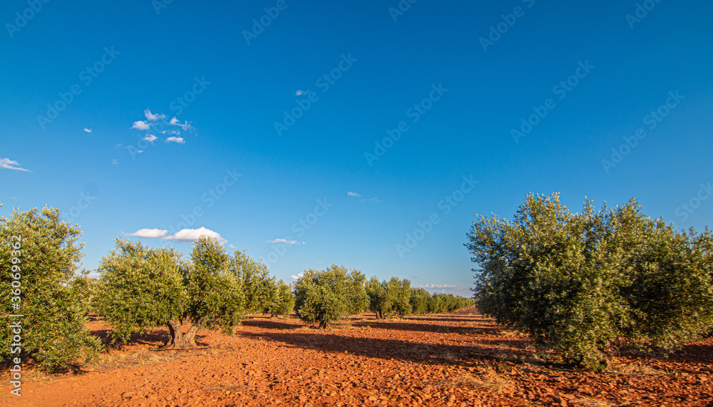 Olive field in Spain