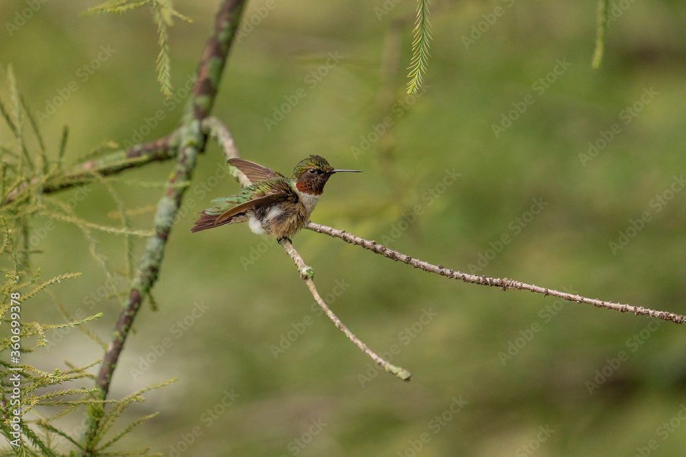 Fototapeta premium Ruby throated hummingbird