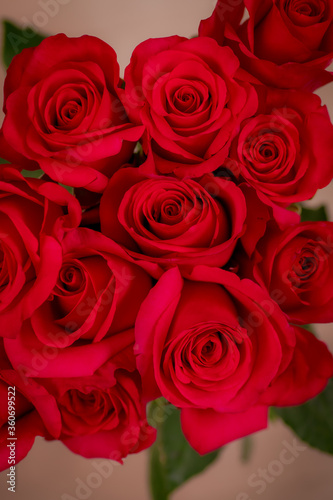 close up of a bouquet of Hot Explorer roses variety  studio shot.