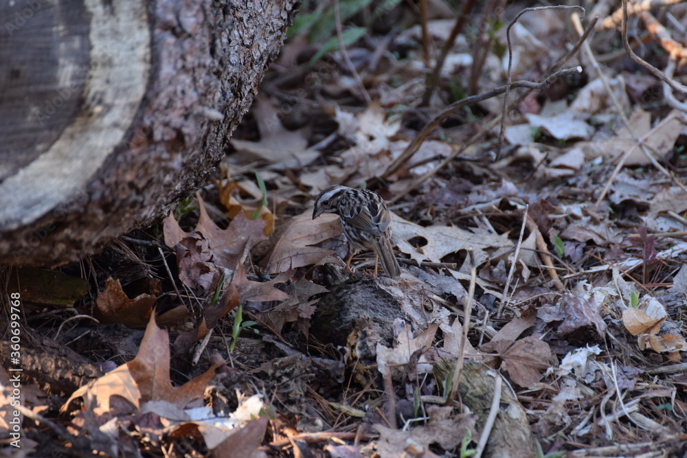 Fototapeta premium song sparrow