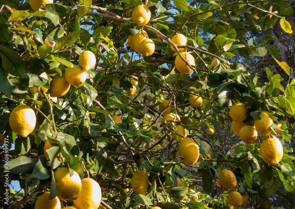 Lemons Hanging from the branch of lemon tree in the sunny day in Spain
