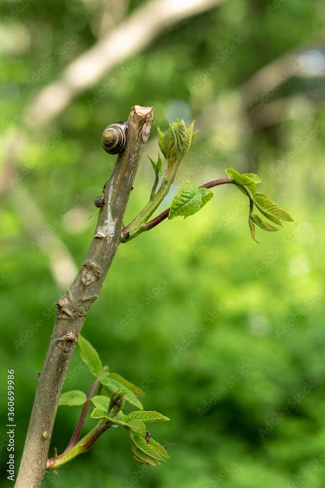Snail on a tree branch in the forest
