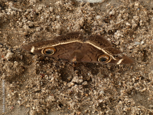 Cream-striped owl (Cyligramma latona) - brown moth with eyespot on the forewings, Namibia photo