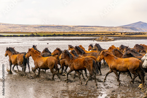running wild horses at Kayseri  Turkey