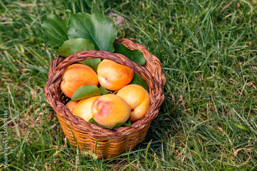 Apricot fruit in a basket Apricot fruit in a basket