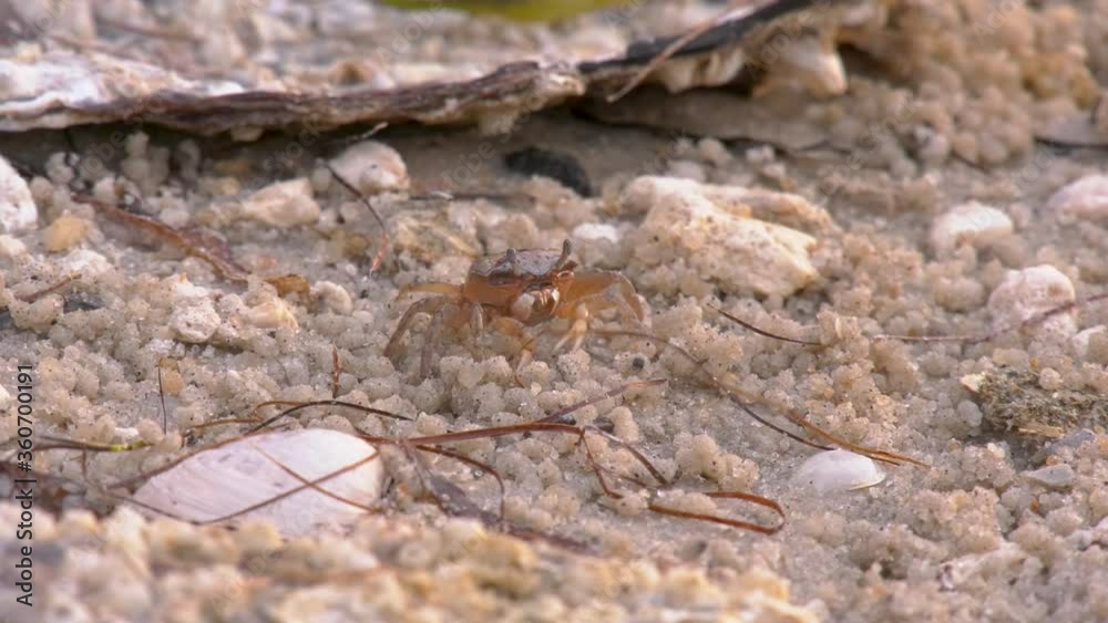 Female fiddler crab eating algae and debris from a sand beach Female fiddler crab eating algae and debris from a sand beach
