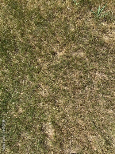 Bad lawn. Yellow grass. Untidy lawn