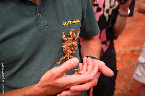 Cute Thorny Devil (Moloch horridus) lizard crawling on man's chest in Kings Canyon, red center of Australia