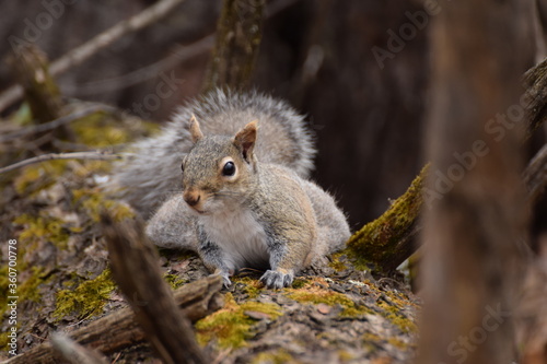 squirrel