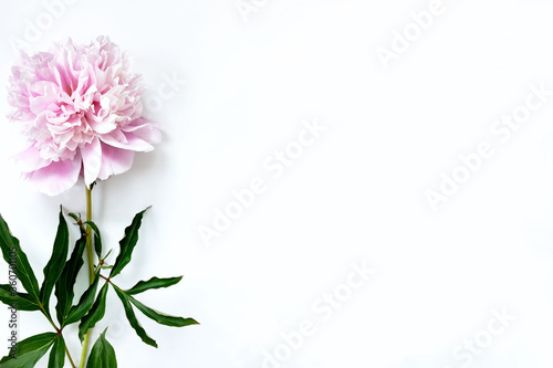 Fototapeta Naklejka Na Ścianę i Meble -  Pink peony on the side on a white background. Space for text.