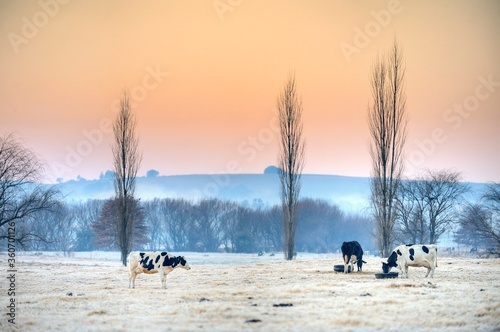 HOLSTEIN dairy cattle in a frosty pasture, Underberg, South Africa photo