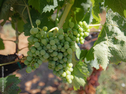 the vine plants of the vineyards of carignano in the south of sardinia
 photo