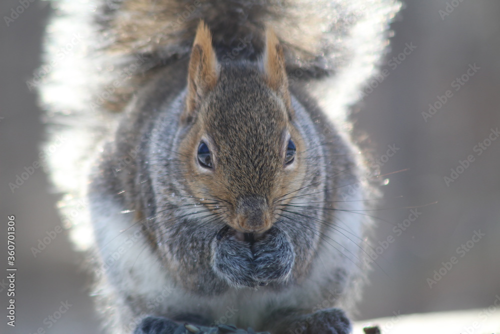 Fototapeta premium squirrel