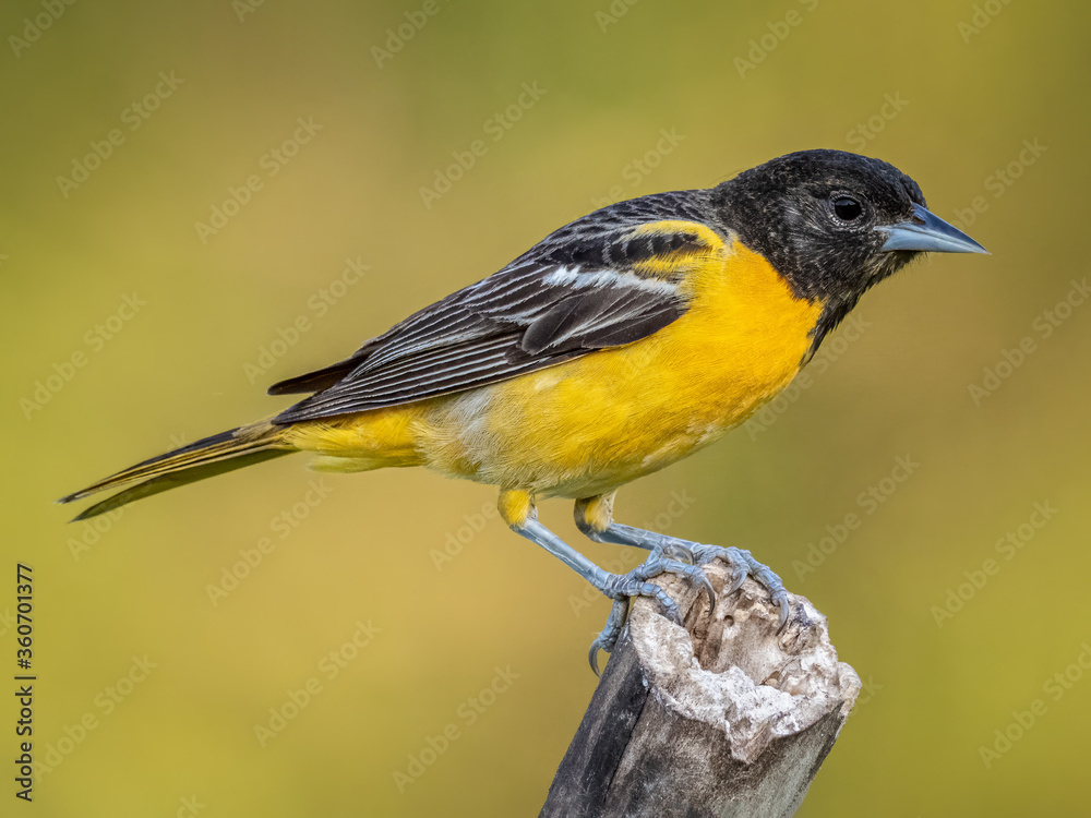 Obraz premium Baltimore Oriole