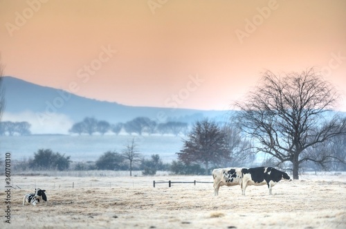 HOLSTEIN dairy cattle in a frosty pasture, Underberg, South Africa