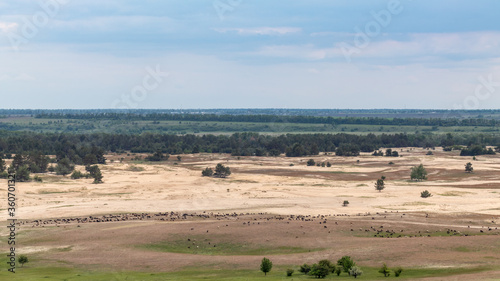 Desert in spring distant view on goat pasture on sand dunes near forest. Kitsevka desert hilly sands in Ukraine, Kharkiv region landscape