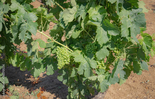 the vine plants of the vineyards of carignano in the south of sardinia
 photo