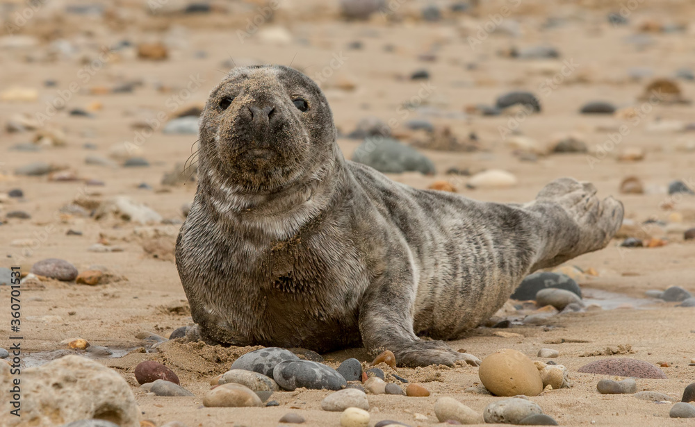 Fototapeta premium Grey Seal Pup