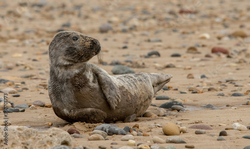 Grey Seal Pup on the Beach 
