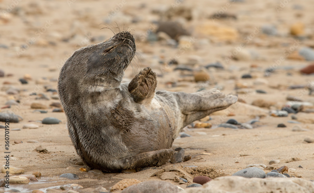 Fototapeta premium Grey Seal Pup on the Beach 