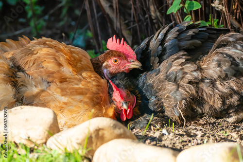 Les poules font la sieste