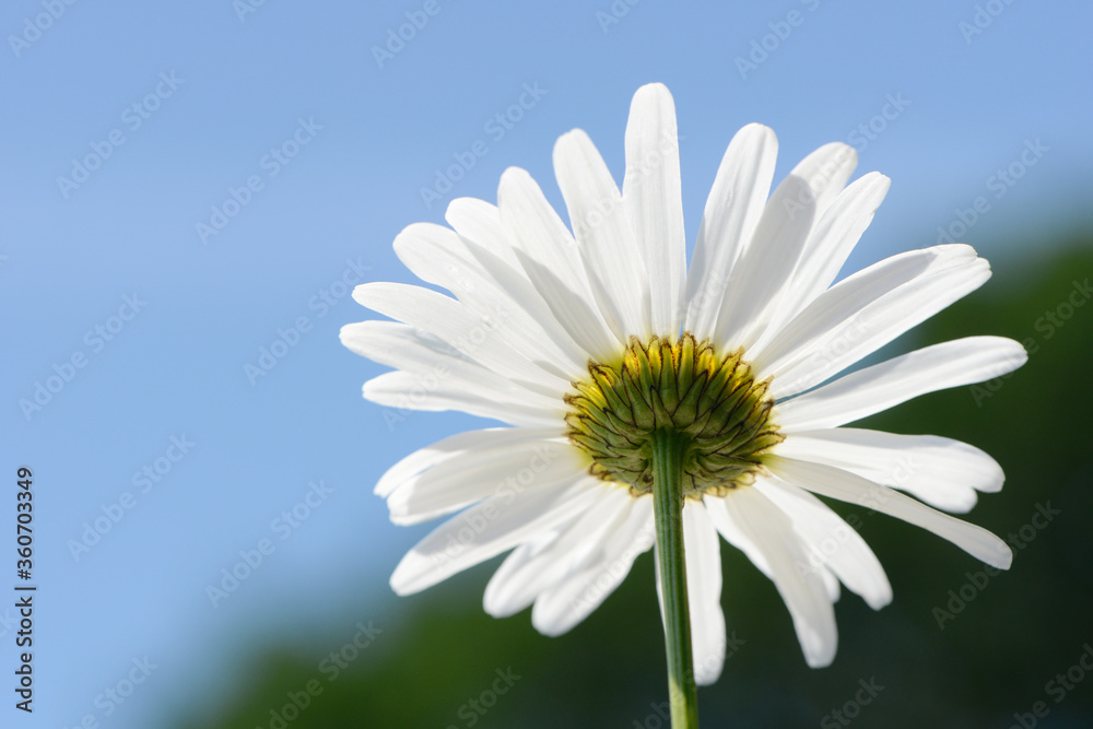 white summer flowers daisy in front of blue sky white summer flowers daisy in front of blue sky