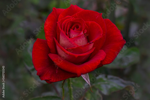 Red rose with a few water drops in front of blurred green leaves