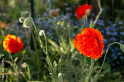 Red blooming poppy. Forget-me-nots in the background.