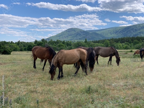 A herd of horses grazes on a green field in a forest in the middle of the mountains. A group of brown and white horse grazing on a lush green field