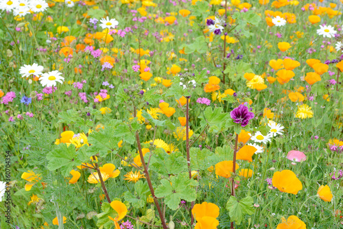 flower field in the nature withe colorful summer flowers