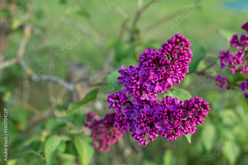 Branch of violet deer with green leaves