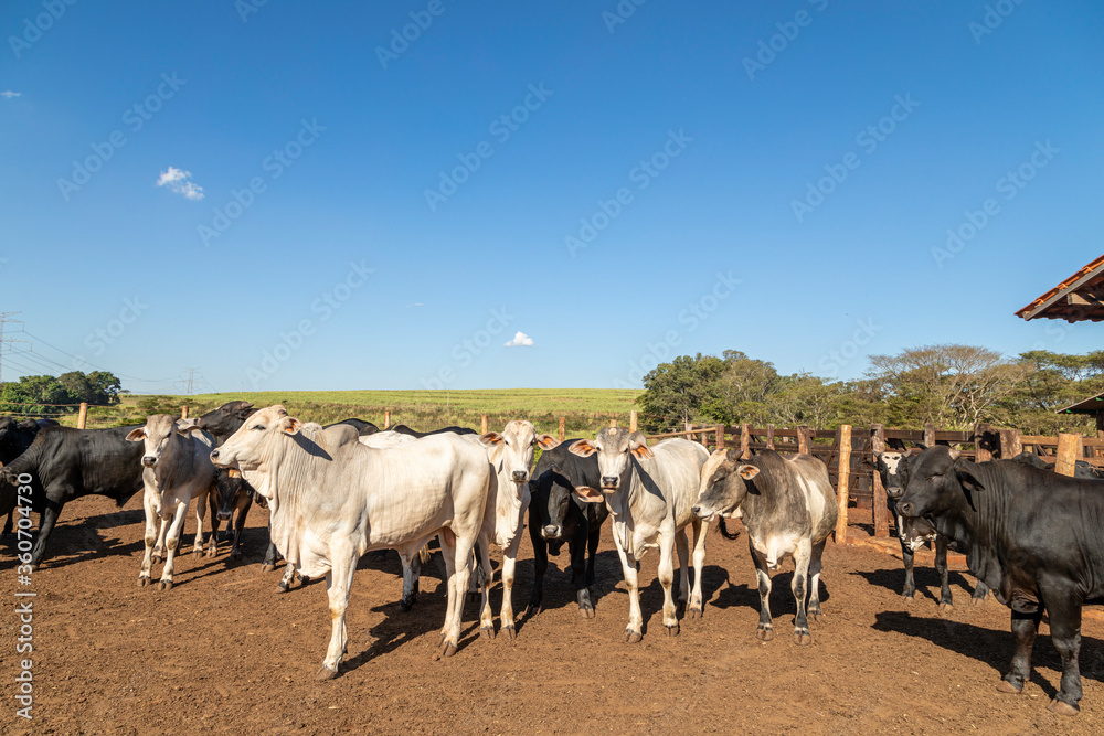 Livestock in confinement, oxen, cows, sunny day