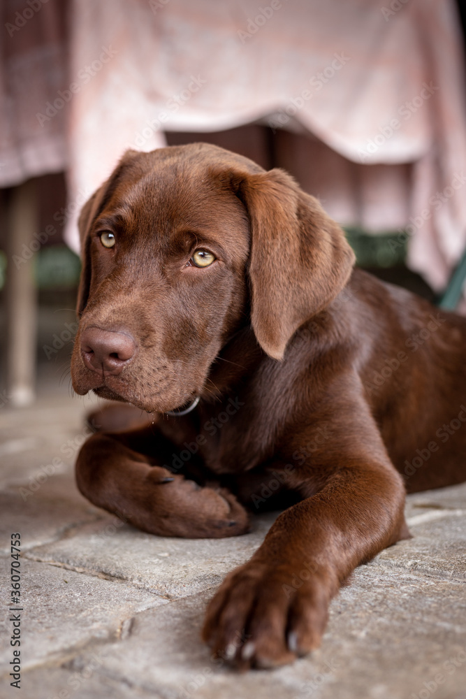 Brown labrador puppy. Chocolate dog. Brown labrador puppy. Chocolate dog.