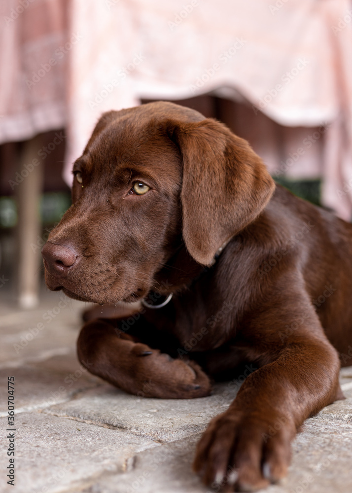 Brown labrador puppy. Chocolate dog. Brown labrador puppy. Chocolate dog.