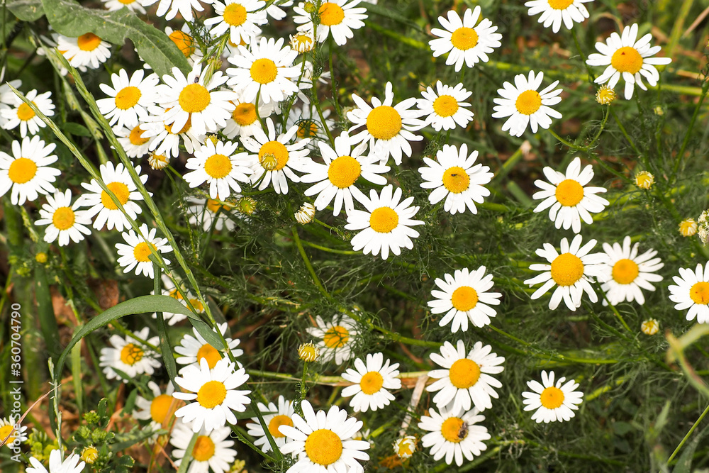 many white and yellow daisies in the garden top view. small white flowers many white and yellow daisies in the garden top view. small white flowers