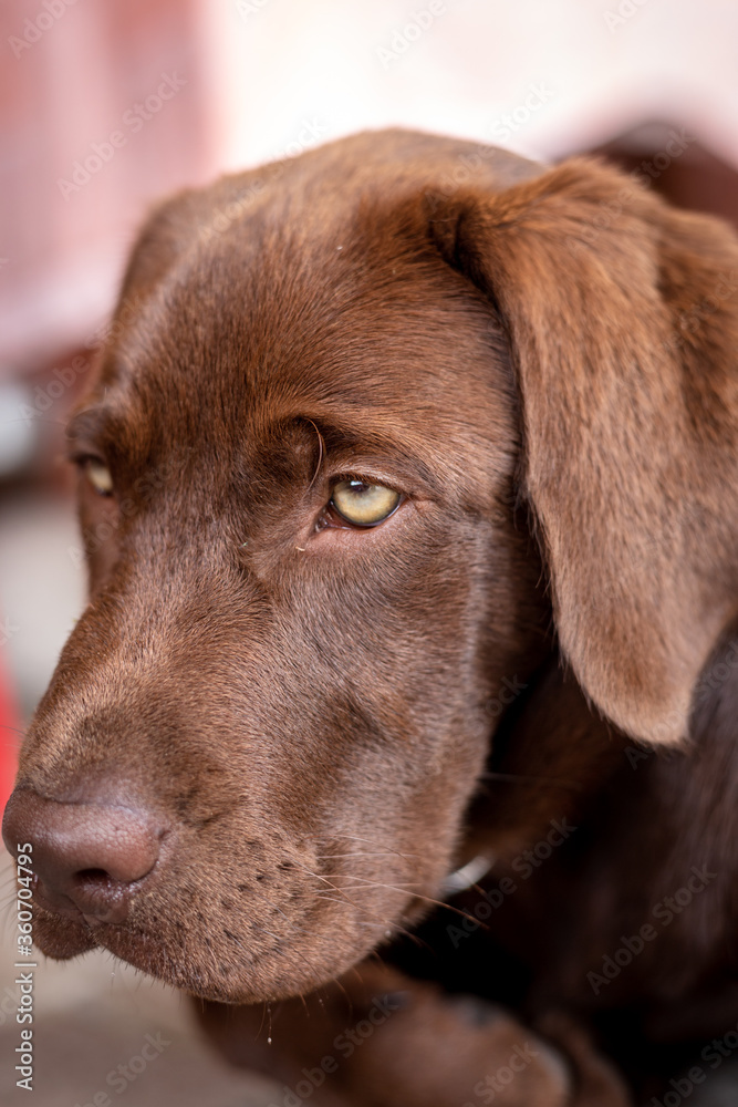 Portrait of a dog. Brown labrador Chocolate, a rare color.