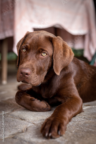 Portrait of a dog. Brown labrador Chocolate, a rare color. © HENADZI BUKA