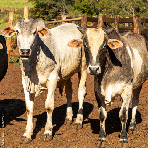 Portrait of a crossbreed ox of the angus breed with nellore