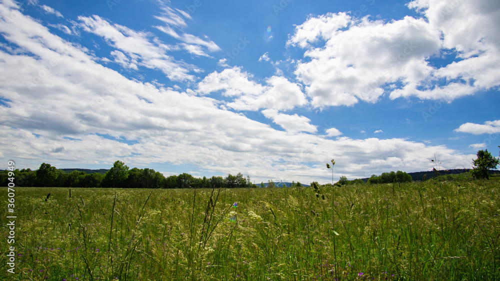 Obraz premium Sommerwiese