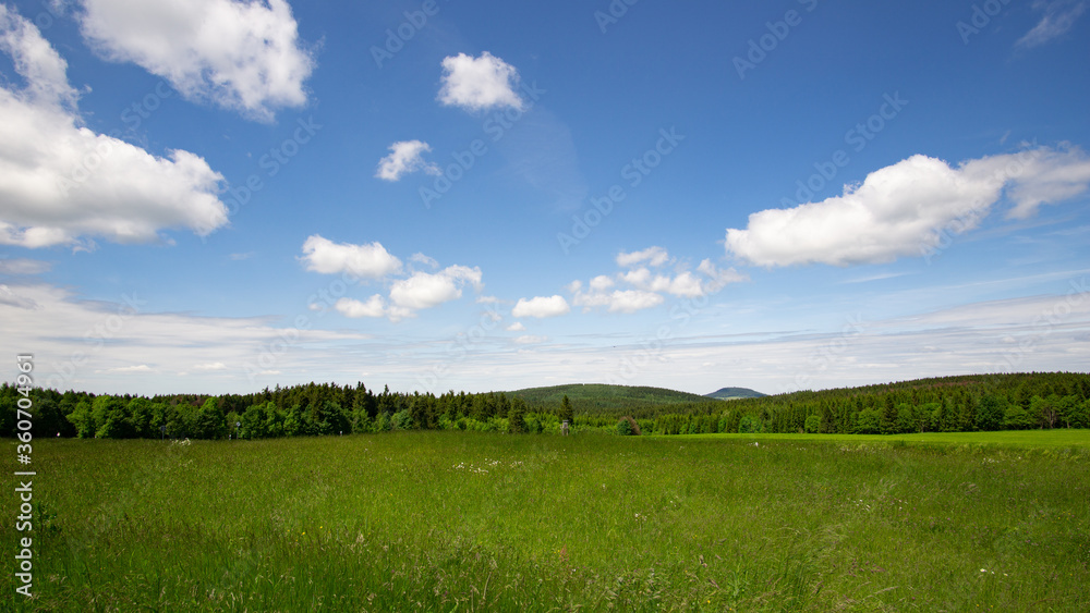 Fototapeta premium Sommerwiese