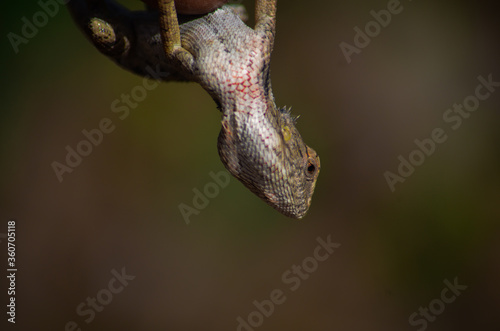 chameleon on a tree branch.