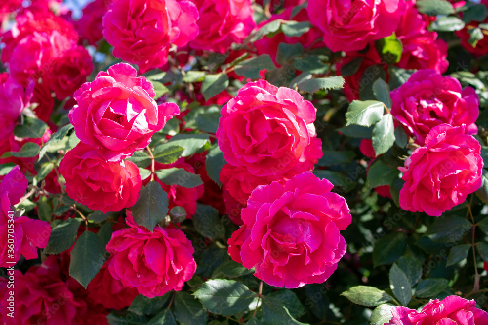 A bush of bright raspberry roses on an early sunny morning. A bush of bright raspberry roses on an early sunny morning.