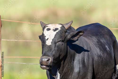 Portrait Ox bull black animal livestock