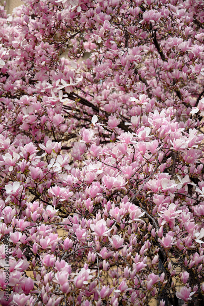 A beautiful photograph of a flower-strewn magnolia tree.