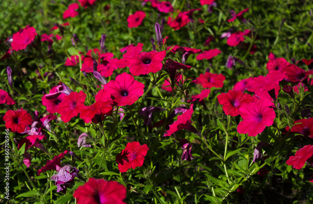 red Petunia on the background