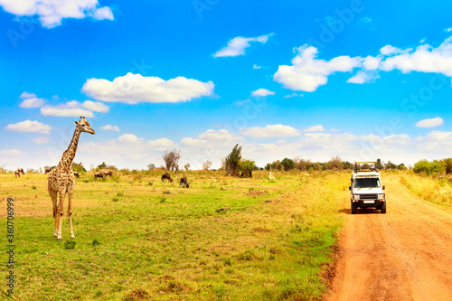 Photos Wild giraffe near safari car in Masai Mara National Park, Kenya