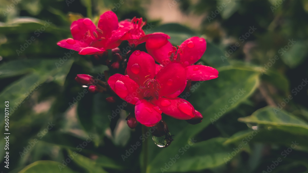 Fototapeta premium red hibiscus flower