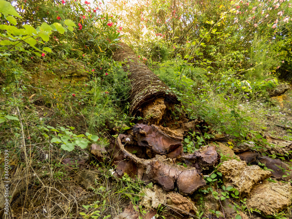 Dead palm tree laying on the ground in old abandoned park in Spain Dead palm tree laying on the ground in old abandoned park in Spain