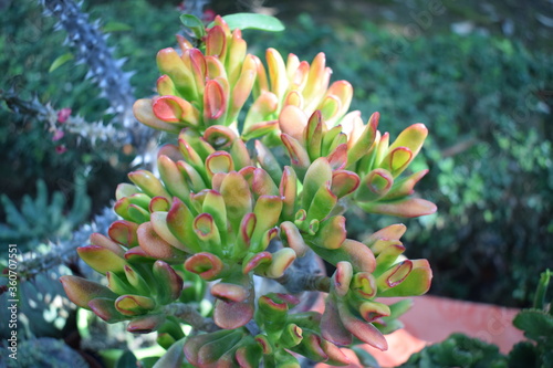 Beautiful green and red foliage of Crassula ovata 