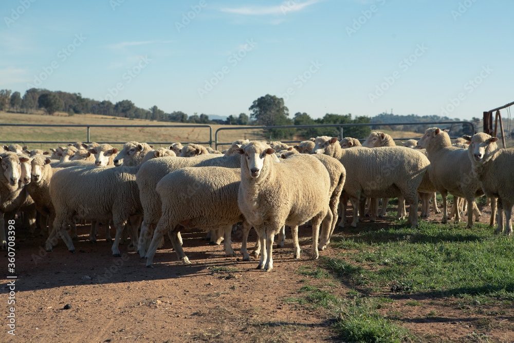 Obraz premium sheep
